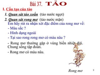 Em hãy rút ra nhận xét đặc điểm của rong mơ về:  - Màu sắc ?  - Hình dạng ngoài  - Tại sao rong rong mơ có màu nâu ?  I.  Cấu tạo của tảo 1.  Quan sát tảo xoắn   (tảo nước ngọt) 2.  Quan sát rong mơ   (tảo nước mặn) - Rong mơ thường gặp ở vùng biển nhiệt đới.  Chung sống tập đoàn. - Rong mơ có màu nâu. Rong mơ TẢO Bài 37. 