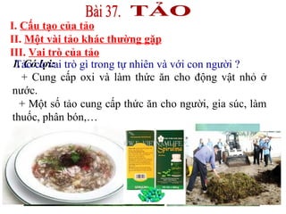 1. Có lợi: + Cung cấp oxi và làm thức ăn cho động vật nhỏ ở nước. + Một số tảo cung cấp thức ăn cho người, gia súc, làm thuốc, phân bón,… I.  Cấu tạo của tảo II.  Một vài tảo khác thường gặp III.  Vai trò của tảo Tảo có vai trò gì trong tự nhiên và với con người ? 2. Có hại:   + Một số tảo đơn bào sinh sản nhanh làm “nước nở hoa” gây chết cá. + Tảo xoắn, tảo vòng sống trong ruông lúa làm lúa khó đẻ nhánh. TẢO Bài 37. 