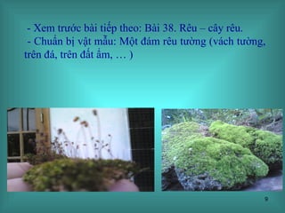 - Xem trước bài tiếp theo: Bài 38. Rêu – cây rêu. - Chuẩn bị vật mẫu: Một đám rêu tường (vách tường, trên đá, trên đất ẩm, … ) 