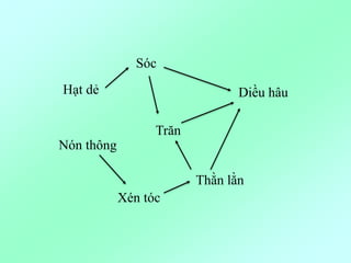 Hạt dẻ
Sóc
Diều hâu
Xén tóc
Trăn
Nón thông
Thằn lằn
 