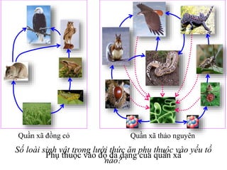 Số loài sinh vật trong lưới thức ăn phụ thuộc vào yếu tố
nào?
Quần xã đồng cỏ Quần xã thảo nguyên
Phụ thuộc vào độ đa dạng của quần xã
 