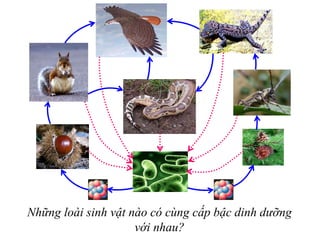 Những loài sinh vật nào có cùng cấp bậc dinh dưỡng
với nhau?
 