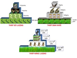 10.000 cây/ha
10con/ha
9con/ha
0.2con/ha
THÁP SỐ LƯỢNG
15.000
g/ha
500g/ha
400g/ha
50g/ha
THÁP SINH KHỐI
2,1 x 10
calo
6
1,2 x 10
calo
4
1,1 x 10
calo
2
0,5 x 10
calo
2
THÁP NĂNG LƯỢNG
 