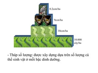 10con/ha
9con/ha
0.2con/ha
10.000
cây/ha
- Tháp số lượng: được xây dựng dựa trên số lượng cá
thể sinh vật ở mỗi bậc dinh dưỡng.
 