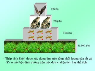 15.000 g/ha
500g/ha
400g/ha
50g/ha
- Tháp sinh khối: được xây dựng dựa trên tổng khối lượng của tất cả
SV ở mỗi bậc dinh dưỡng trên một đơn vị diện tích hay thể tích.
 