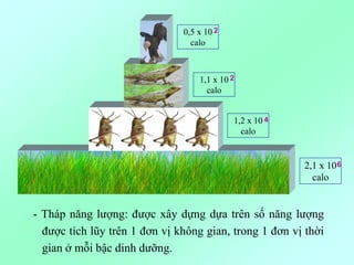 2,1 x 10
calo
6
1,2 x 10
calo
4
1,1 x 10
calo
2
0,5 x 10
calo
2
- Tháp năng lượng: được xây dựng dựa trên số năng lượng
được tích lũy trên 1 đơn vị không gian, trong 1 đơn vị thời
gian ở mỗi bậc dinh dưỡng.
 