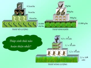 10.000
cây/ha
10con/ha
9con/ha
0.2con/ha
THÁP SỐ LƯỢNG
15.000 g/ha
500g/ha
400g/ha
50g/ha
THÁP SINH KHỐI
2,1 x 10
calo
6
1,2 x 10 calo
4
1,1 x 10 calo
2
0,5 x 10 calo
2
THÁP NĂNG LƯỢNG
Tháp sinh thái nào
hoàn thiện nhất?
 