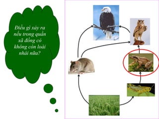 29
Điều gì xảy ra
nếu trong quần
xã đồng cỏ
không còn loài
nhái nữa?
 
