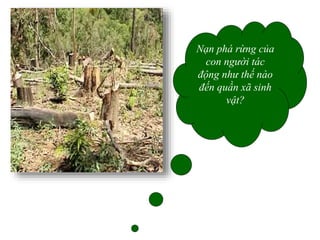 Nạn phá rừng của
con người tác
động như thế nào
đến quần xã sinh
vật?
 