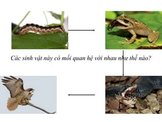 Các sinh vật này có mối quan hệ với nhau như thế nào?
 