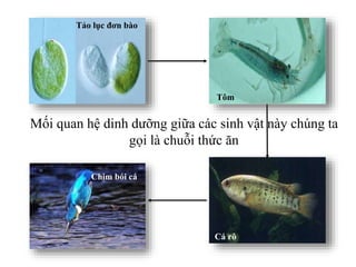 Mối quan hệ dinh dưỡng giữa các sinh vật này chúng ta
gọi là chuỗi thức ăn
Tảo lục đơn bào
Tôm
Cá rô
Chim bói cá
 
