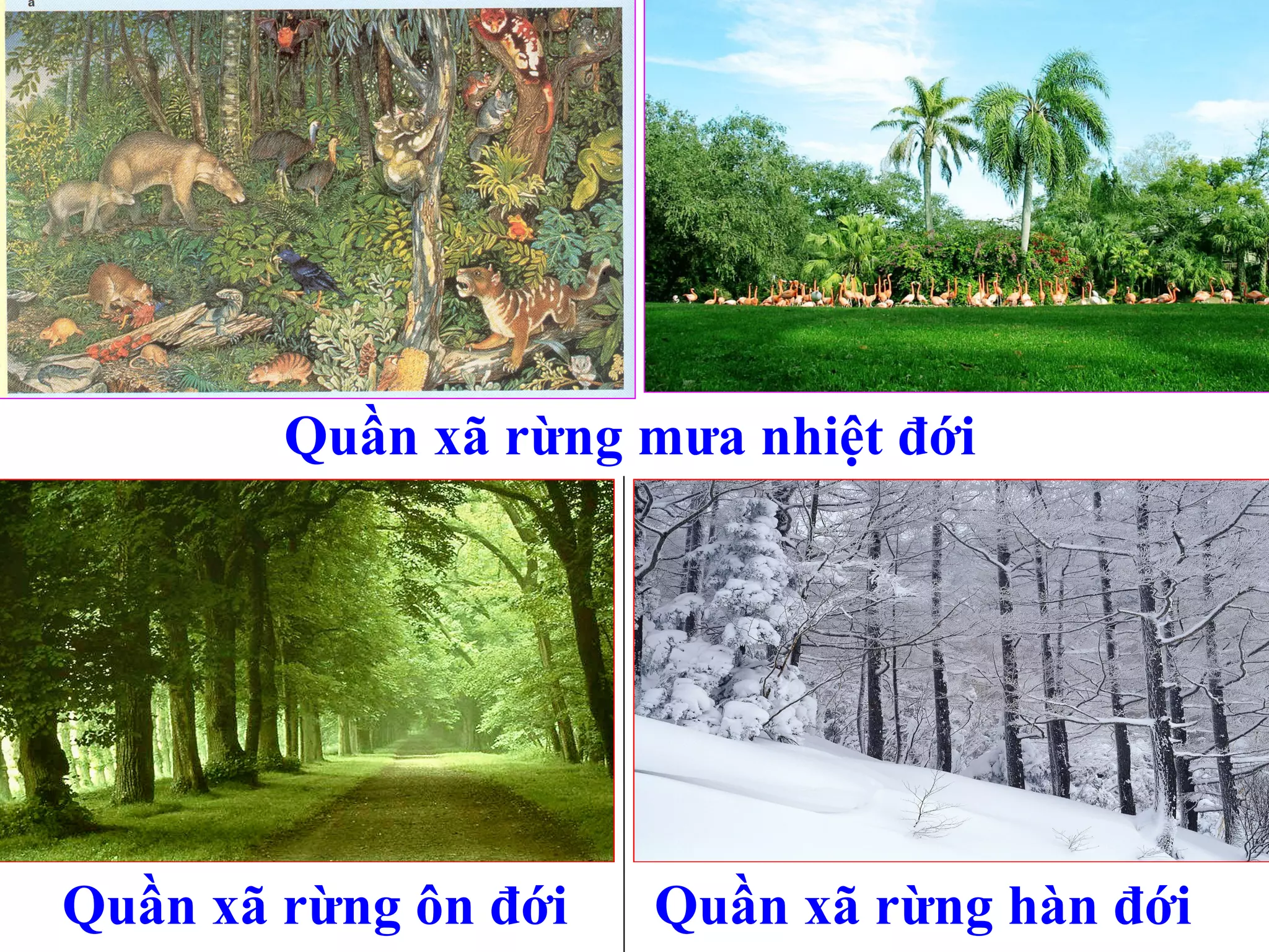 Quần xã rừng mưa nhiệt đới Quần xã rừng ôn đới Quần xã rừng hàn đới 