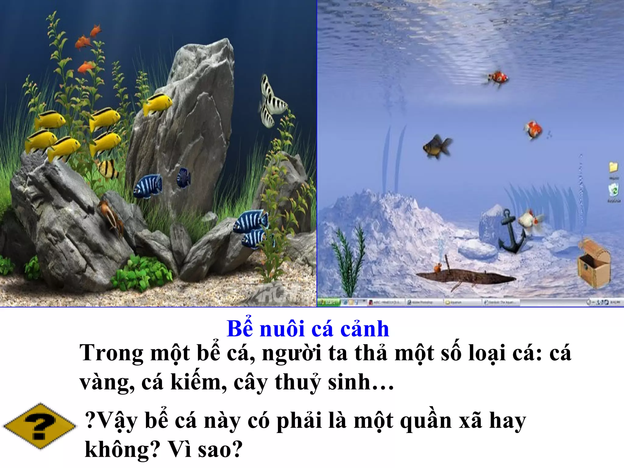 Bể nuôi cá cảnh Trong một bể cá, người ta thả một số loại cá: cá vàng, cá kiếm, cây thuỷ sinh… ?Vậy bể cá này có phải là một quần xã hay không? Vì sao? 