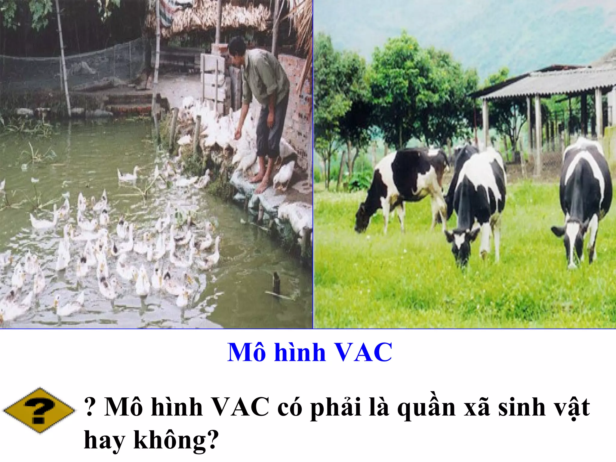 Mô hình VAC ? Mô hình VAC có phải là quần xã sinh vật hay không?  