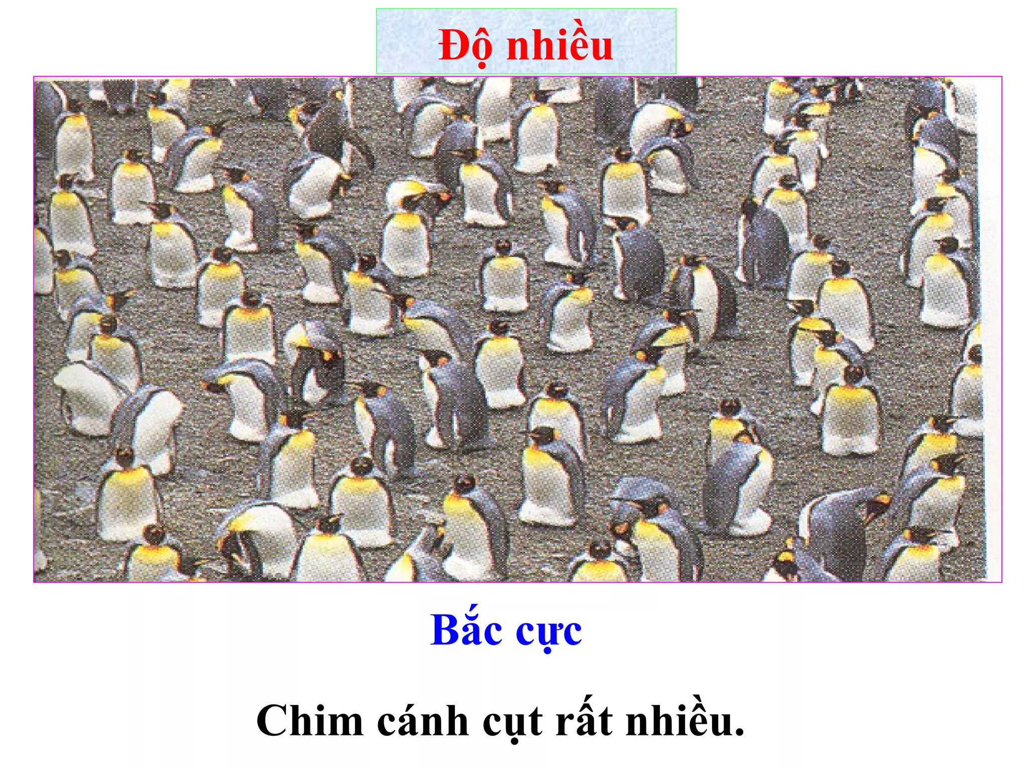 Độ nhiều Chim cánh cụt rất nhiều. Bắc cực 