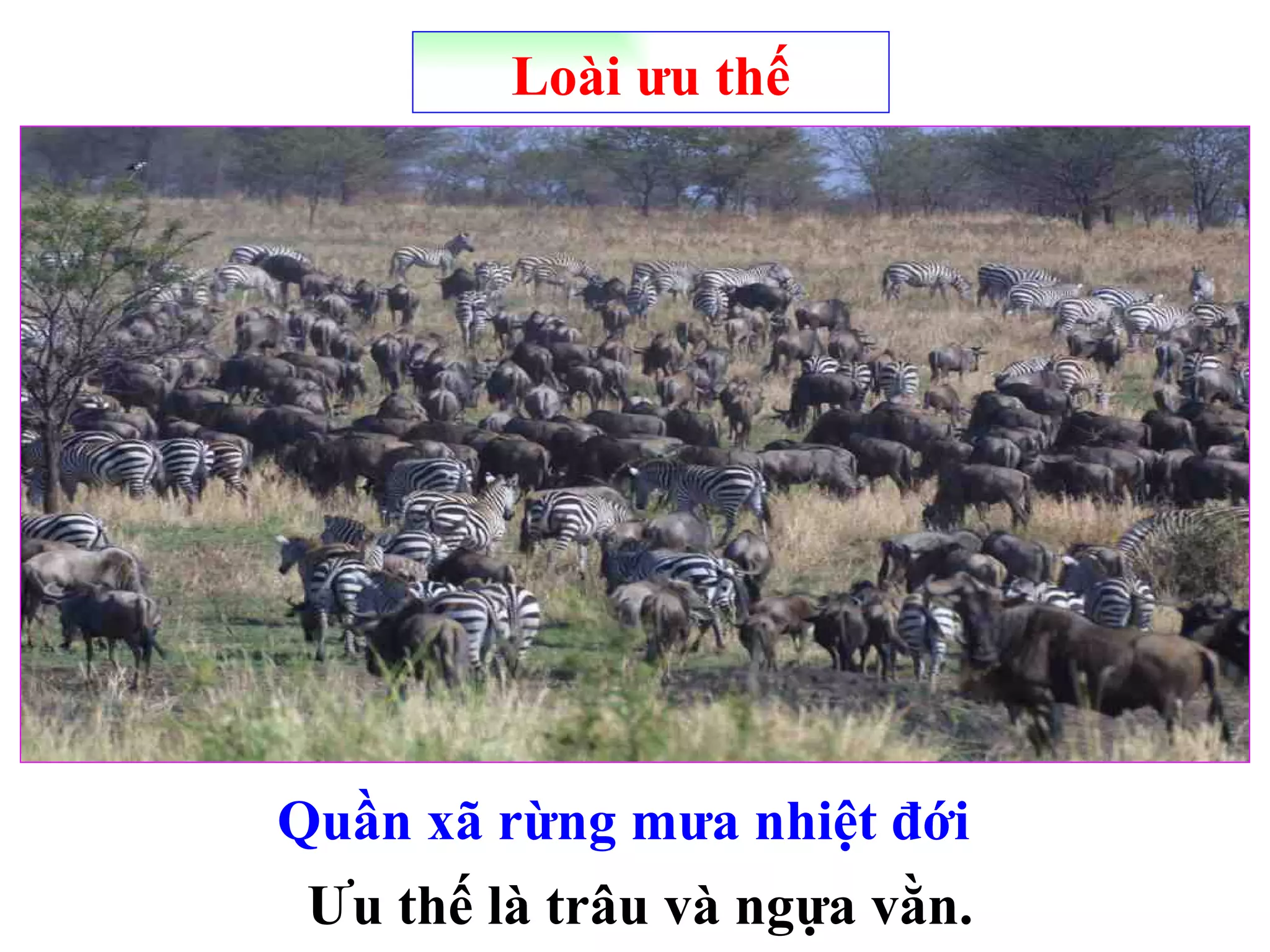 Loài ưu thế Ưu thế là trâu và ngựa vằn. Quần xã rừng mưa nhiệt đới 