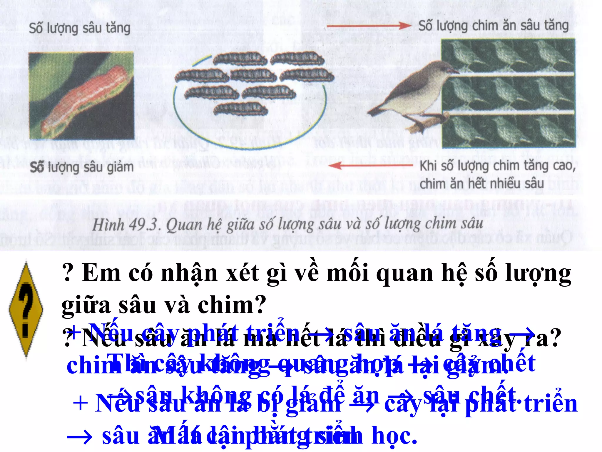 ? Em có nhận xét gì về mối quan hệ số lượng giữa sâu và chim? ? Nếu sâu ăn lá mà hết lá thì điều gì xảy ra? Thì cây không quang hợp    cây chết   sâu không có lá để ăn    sâu chết. + Nếu cây phát triển    sâu ăn lá tăng    chim ăn sâu tăng    sâu ăn lá lại giảm.  + Nếu sâu ăn lá bị giảm    cây lại phát triển    sâu ăn lá lại phát triển  Mất cân bằng sinh học. 