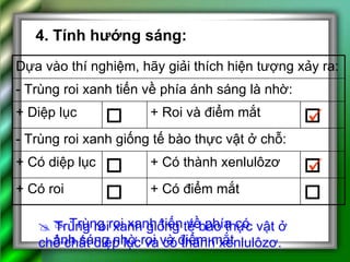 4. Tính hướng sáng:      Trùng roi xanh tiến về phía có ánh sáng nhờ roi và điểm mắt     Trùng roi xanh giống tế bào thực vật ở chổ chất diệp lục và có thành xenlulôzơ.  Baøi 4:  Truøng roi  + Có điểm mắt  + Có roi  + Có thành xenlulôzơ  + Có diệp lục - Trùng roi xanh giống tế bào thực vật ở chỗ:  + Roi và điểm mắt  + Diệp lục - Trùng roi xanh tiến về phía ánh sáng là nhờ: Dựa vào thí nghiệm, hãy giải thích hiện tượng xảy ra: 