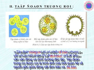 Tập đoàn trùng roi dù có nhiều tế bào nhưng vẫn chỉ là một nhóm ĐV đơn bào vì mỗi tế bào vẫn vận động và dinh dưỡng độc lập. Tập đoàn trùng roi được coi là hình ảnh của mối quan hệ về nguồn gốc giữa động vật đơn bào và  đa bào.  Tập đoàn………..  dù có nhiều……….nhưng vẫn chỉ là một nhóm động vật ………….vì mỗi tế bào vẫn vận động và dinh dưỡng độc lập. Tập đoàn trùng roi được coi là hình ảnh của mối quan hệ về nguồn gốc giữa động vật đơn bào và……….. Baøi 4:  Truøng roi II.  TAÄP ÑOAØN TRUØNG ROI  : trùng roi tế bào đơn bào đa bào. 29 28 27 26 25 23 24 22 21 20 19 18 17 15 14 13 12 11 1 2 3 4 5 6 7 8 9 16 10 30 