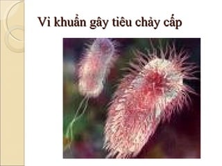 Vi khuẩn gây tiêu chảy cấp 