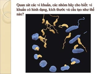 Quan sát các vi khuẩn, các nhóm hãy cho biết: vi khuẩn có hình dạng, kích thước và cấu tạo như thế nào? 