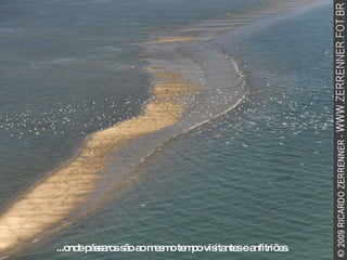 ...onde pássaros são ao mesmo tempo visitantes e anfitriões. 