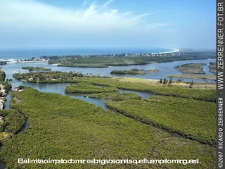 Ela limita o ímpeto do mar e abriga os canais que fluem pelo manguezal. 