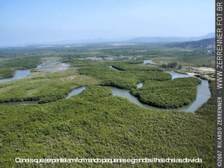 Canais que serpenteiam formando pequenas e grandes ilhas cheias de vida. 