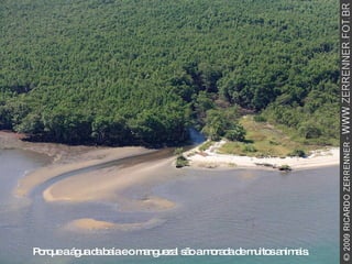 Porque a água da baía e o manguezal são a morada de muitos animais. 