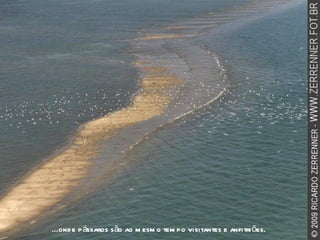 ...onde pássaros são ao mesmo tempo visitantes e anfitriões. 