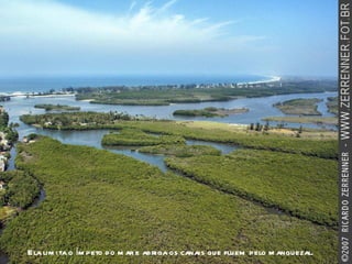 Ela limita o ímpeto do mar e abriga os canais que fluem pelo manguezal. 