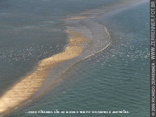 ...onde pássaros são ao mesmo tempo visitantes e anfitriões. 