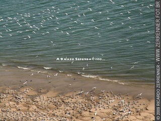 A Baía de Sepetiba é isso... 