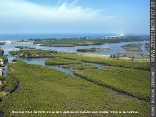 Ela limita o ímpeto do mar e abriga os canais que fluem pelo manguezal. 