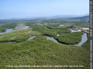 Canais que serpenteiam formando pequenas e grandes ilhas cheias de vida. 