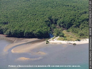 Porque a água da baía e o manguezal são a morada de muitos animais. 