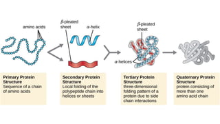 Baisc biomolecules | PPTX