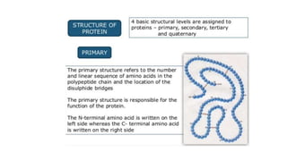 Baisc biomolecules | PPTX