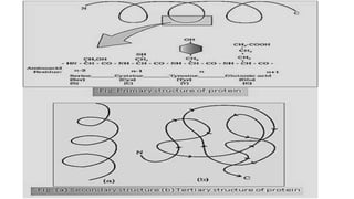 Baisc biomolecules | PPTX