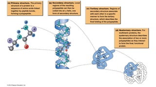 Baisc biomolecules | PPTX