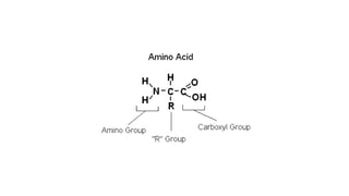 Baisc biomolecules | PPTX