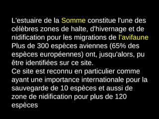 L'estuaire de la Somme constitue l'une des
célèbres zones de halte, d'hivernage et de
nidification pour les migrations de l’avifaune
Plus de 300 espèces aviennes (65% des
espèces européennes) ont, jusqu'alors, pu
être identifiées sur ce site.
Ce site est reconnu en particulier comme
ayant une importance internationale pour la
sauvegarde de 10 espèces et aussi de
zone de nidification pour plus de 120
espèces