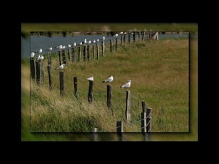 Baie de somme
