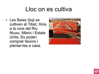 Lloc on es cultiva  Les Baies Goji es cultiven al Tibet, Xina a la vora del Riu Niuxu, Mèxic i Estats Units. Es poden comprar llavors i plantar-les a casa. 