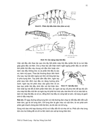 Hình15 : Phần thịt đầu thân tôm (tôm sú vỏ) 
Hình 16: Các dạng mép thịt đầu 
ThS Lê Thanh Long – Đại học Nông Lâm Huế 
52 
Việc vặt đầu cần thao tác sao cho lấy hết phần mép thịt đầu (phần thịt lộ ra nơi tiếp 
giáp giữa đầu và thân. Chú ý thao tác cẩn thận tránh ngắt ngang phần đầu ức sẽ làm 
đứt phần thịt đầu này chung với đầu tôm hoặc còn 
bám vào đầu không tróc ra và phần thịt đầu bị xác 
xơ, kém mỹ quan. Thao tác thường được tiến hành 
như sau: tay trái cầm ngửa con tôm với lòng bàn tay 
ở phía bụng tôm. Tay phải cầm đầu tôm, ngón tay 
phải dựa trên đỉnh mai đầu ức đang hướng phía 
dưới; ngón tay trỏ phải chọc vào giữa khe vỏ ức 
bao bọc phần thịt đầu dính liền với thịt thân tôm. 
Hình 17: Vặt đầu tôm 
Giữ chặt tay trái để cố định phần thân tôm, ấn ngón cái tay về phía trên để tạo độ uốn 
cho mép thịt đầu nhô lên và ngón tay trỏ phải hơi móc sâu vào khe hở vỏ ức kéo bật ra, 
tách rời mép thịt đầu và vỏ ức, đồng thời mai đầu ức cũng bật ra luôn, nội tạng và gạch 
dính ở đầu mép thịt. 
Rút chỉ. Ở ngay đường sống lưng tôm có một đường đen chạy từ đốt đầu đến đốt cuối 
thân tôm, gọi là chỉ lưng tôm. Chỉ lưng tôm là gân máu và ruột tôm, là nơi phát sinh 
phân giải nhanh chóng làm thối thịt tôm, do đó cần rút chỉ lưng. 
Dùng mũi dao nhỏ kẹp đượng chỉ lộ ra ở đầu đốt rồi rút nhẹ chỉ ra. Phải uốn nhẹ lưng 
tôm cho hơi thẳng để rút chỉ ra hết, tránh còn sót lại trong thân tôm. 
 