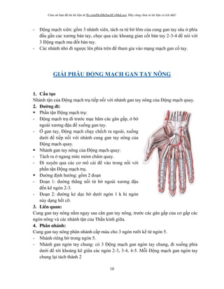 Cám ơn bạn đã tải tài liệu từ fb.com/HoiMeSachCoMaLuoi. Hãy cùng chia sẻ tài liệu có ích nhé!
10
- Động mạch xiên: gồm 3 nhánh xiên, tách ra từ b lõm của cung gan tay sâu phía
đầu gần cac xương bàn tay, chọc qua các khoang gian cốt bàn tay 2-3-4 để nói với
3 Động mạch mu đốt bàn tay.
- Các nhánh nhỏ đi ngược lên phía trên để tham gia vào mạng mạch gan cổ tay.
GI I PHẪU Đ NG M CH GAN TAY NÔNG
1. Cấu t o
Nhánh tận của Động mạch trụ tiếp nối với nhánh gan tay nông của Động mạch quay.
2. Đ ng đi:
 Phần tận Động mạch trụ:
- Động mạch trụ đi trước mạc hãm các gân gấp, b
ngoài xương đậu để xuống gan tay.
- gan tay, Động mạch chạy chếch ra ngoài, xuống
dưới để tiếp nối với nhánh cung gan tay nông của
Động mạch quay.
 Nhánh gan tay nông của Động mạch quay:
- Tách ra ngang mức mỏm châm quay.
- Đi xuyên qua các cơ mô cái để vào trong nối với
phần tận Động mạch trụ.
 Đư ng định hướng: gồm 2 đoạn
- Đoạn 1: đư ng thẳng nối từ b ngoài xương đậu
đến kẽ ngón 2-3.
- Đoạn 2: đư ng kẻ dọc b dưới ngón 1 k hi ngón
này dạng hết cỡ.
3. Liên quan:
Cung gan tay nông nằm ngay sau cân gan tay nông, trước các gân gấp của cơ gấp các
ngón nông và các nhánh tận của Thần kinh giữa.
4. Phân nhánh:
Cung gan tay nông phân nhánh cấp máu cho 3 ngón rưỡi kể từ ngón 5.
- Nhánh riêng b trong ngón 5.
- Nhánh gan ngón tay chung: có 3 Động mạch gan ngón tay chung, đi xuống phía
dưới để tới khoảng kẽ giữa các ngón 2-3, 3-4, 4-5. Mỗi Động mạch gan ngón tay
chung lại tách thành 2
 