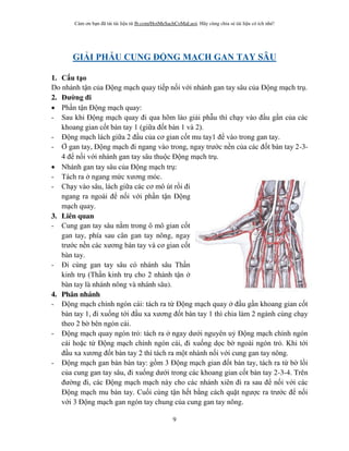 Cám ơn bạn đã tải tài liệu từ fb.com/HoiMeSachCoMaLuoi. Hãy cùng chia sẻ tài liệu có ích nhé!
9
GI I PHẪU CUNG Đ NG M CH GAN TAY SÂU
1. Cấu t o
Do nhánh tận của Động mạch quay tiếp nối với nhánh gan tay sâu của Động mạch trụ.
2. Đ ng đi
 Phần tận Động mạch quay:
- Sau khi Động mạch quay đi qua hõm lào giải phẫu thì chạy vào đầu gần của các
khoang gian cốt bàn tay 1 (giữa đốt bàn 1 và 2).
- Động mạch lách giữa 2 đầu của cơ gian cốt mu tay1 để vào trong gan tay.
- gan tay, Động mạch đi ngang vào trong, ngay trước nền của các đốt bàn tay 2-3-
4 để nối với nhánh gan tay sâu thuộc Động mạch trụ.
 Nhánh gan tay sâu của Động mạch trụ:
- Tách ra ngang mức xương móc.
- Chạy vào sâu, lách giữa các cơ mô út rồi đi
ngang ra ngoài để nối với phần tận Động
mạch quay.
3. Liên quan
- Cung gan tay sâu nằm trong ô mô gian cốt
gan tay, phía sau cân gan tay nông, ngay
trước nền các xương bàn tay và cơ gian cốt
bàn tay.
- Đi cùng gan tay sâu có nhánh sâu Thần
kinh trụ (Thần kinh trụ cho 2 nhánh tận
bàn tay là nhánh nông và nhánh sâu).
4. Phân nhánh
- Động mạch chính ngón cái: tách ra từ Động mạch quay đầu gần khoang gian cốt
bàn tay 1, đi xuống tới đầu xa xương đốt bàn tay 1 thì chia làm 2 ngành cùng chạy
theo 2 b bên ngón cái.
- Động mạch quay ngón trỏ: tách ra ngay dưới nguyên uỷ Động mạch chính ngón
cái hoặc từ Động mạch chính ngón cái, đi xuống dọc b ngoài ngón trỏ. Khi tới
đầu xa xương đốt bàn tay 2 thì tách ra một nhánh nối với cung gan tay nông.
- Động mạch gan bàn bàn tay: gồm 3 Động mạch gian đốt bàn tay, tách ra từ b lồi
của cung gan tay sâu, đi xuống dưới trong các khoang gian cốt bàn tay 2-3-4. Trên
đư ng đi, các Động mạch mạch này cho các nhánh xiên đi ra sau để nối với các
Động mạch mu bàn tay. Cuối cùng tận hết bằng cách quặt ngược ra trước để nối
với 3 Động mạch gan ngón tay chung của cung gan tay nông.
 