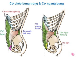 Cơ chéo bụng trong & Cơ ngang bụng
 