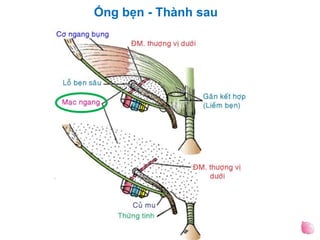 Ống bẹn - Thành sau
 
