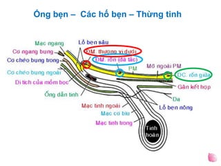 Ống bẹn – Các hố bẹn – Thừng tinh
 